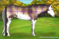 Horse Color:Plaid  Bay Onyx Splash 