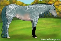 Horse Color:Watercolor Brown Ice 