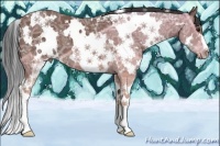 Horse Color:White Spotted Bay Ice 