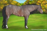Horse Color:Bay Ice Sabino 