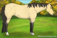 Horse Color:Buckskin Roan 