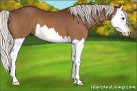 Horse Color:Silver Bay Splash 