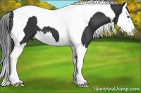 Horse Color:Black Splash Tobiano 