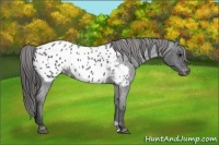 Horse Color:Blue Roan Appaloosa 