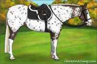 Horse Color:Liver Chestnut Splash Appaloosa Rabicano