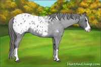 Horse Color:Blue Roan Splash Appaloosa