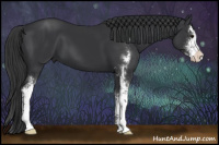 Horse Color:Black Sabino 