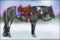 Horse Color:White Spotted Black 