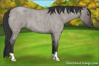 Horse Color:Grullo Roan 