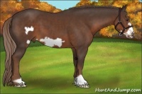 Horse Color:Liver Chestnut Frame 