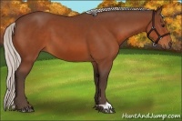 Horse Color:Silver Bay 