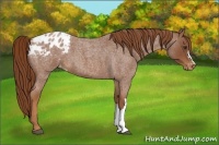 Horse Color:Red Roan Appaloosa 