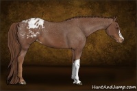 Horse Color:Chestnut Appaloosa 