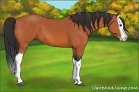 Horse Color:Bay Splash 