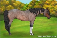 Horse Color:Bay Roan 