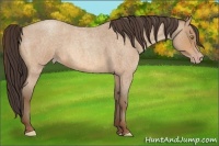 Horse Color:Amber Champagne Roan