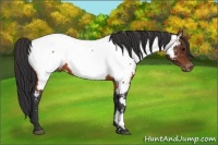 Horse Color:Brown Appaloosa