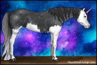 Horse Color:Black Splash