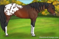 Horse Color:Bay Appaloosa 