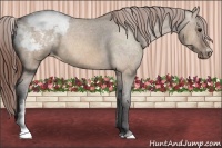 Horse Color:Bay Dun Appaloosa 