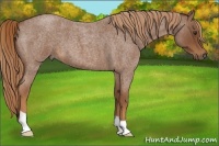 Horse Color:Red Roan 