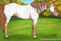 Horse Color:Red Roan Near Leopard 