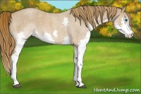 Horse Color:Red Roan Splash 
