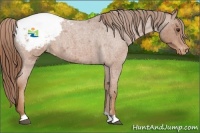 Horse Color:Red Roan Appaloosa 