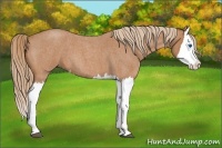 Horse Color:Red Roan Splash 