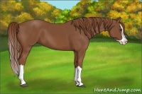 Horse Color:Chestnut Splash
