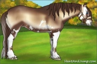 Horse Color:Red Onyx Splash 