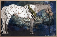 Horse Color:Silver Blue Roan Near Leopard 
