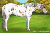 Horse Color:White Spotted Buckskin Tobiano Appaloosa