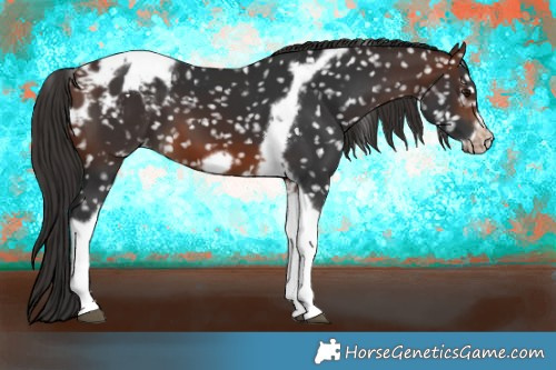 Horse Color:Brown Tobiano Frame Appaloosa 