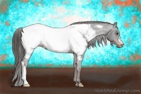 Horse Color:Liver Chestnut Appaloosa