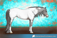 Horse Color:Liver Chestnut Appaloosa