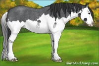 Horse Color:Blue Roan Splash 