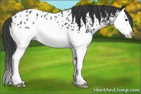 Horse Color:Black Splash Appaloosa 