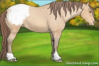 Horse Color:Amber Champagne Appaloosa