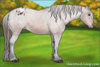 Horse Color:Bay Appaloosa Rabicano 