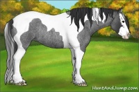 Horse Color:Blue Roan Splash Tobiano Rabicano