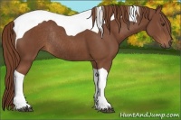 Horse Color:Chestnut Tobiano Rabicano