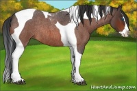 Horse Color:Bay Roan Splash Tobiano Rabicano