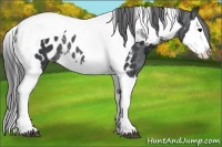 Horse Color:Black Splash Tobiano Appaloosa Rabicano