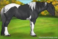 Horse Color:Black Tobiano Rabicano