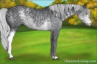 Horse Color:White Spotted Silver Black Chinchilla 