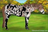 Horse Color:White Spotted Chestnut Appaloosa