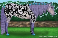 Horse Color:Watercolor Bay Appaloosa Rabicano 