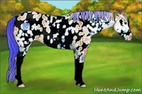 Horse Color:Watercolor White Spotted Bay Appaloosa 