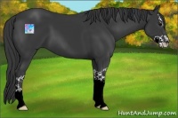 Horse Color:Black Splash